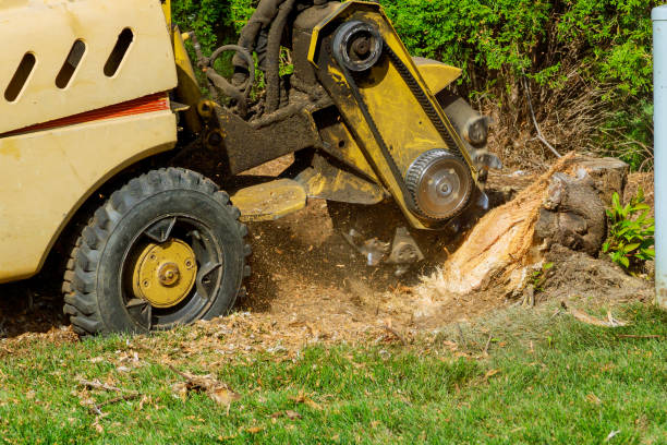 Best Tree Maintenance Programs  in Whitehouse, TX