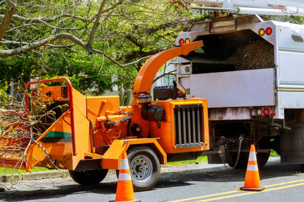 How Our Tree Care Process Works  in  Whitehouse, TX