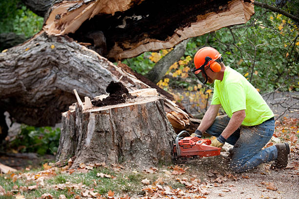 Best Tree Disease Treatment  in Whitehouse, TX